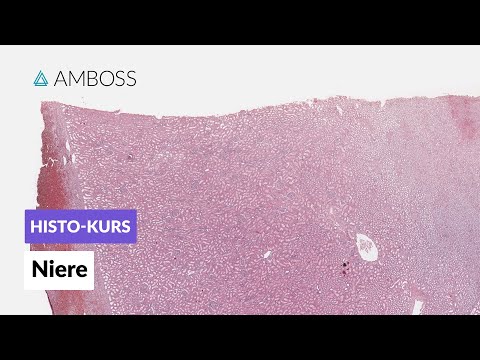 Kidney Histology - Microscopic Anatomy - AMBOSS Video