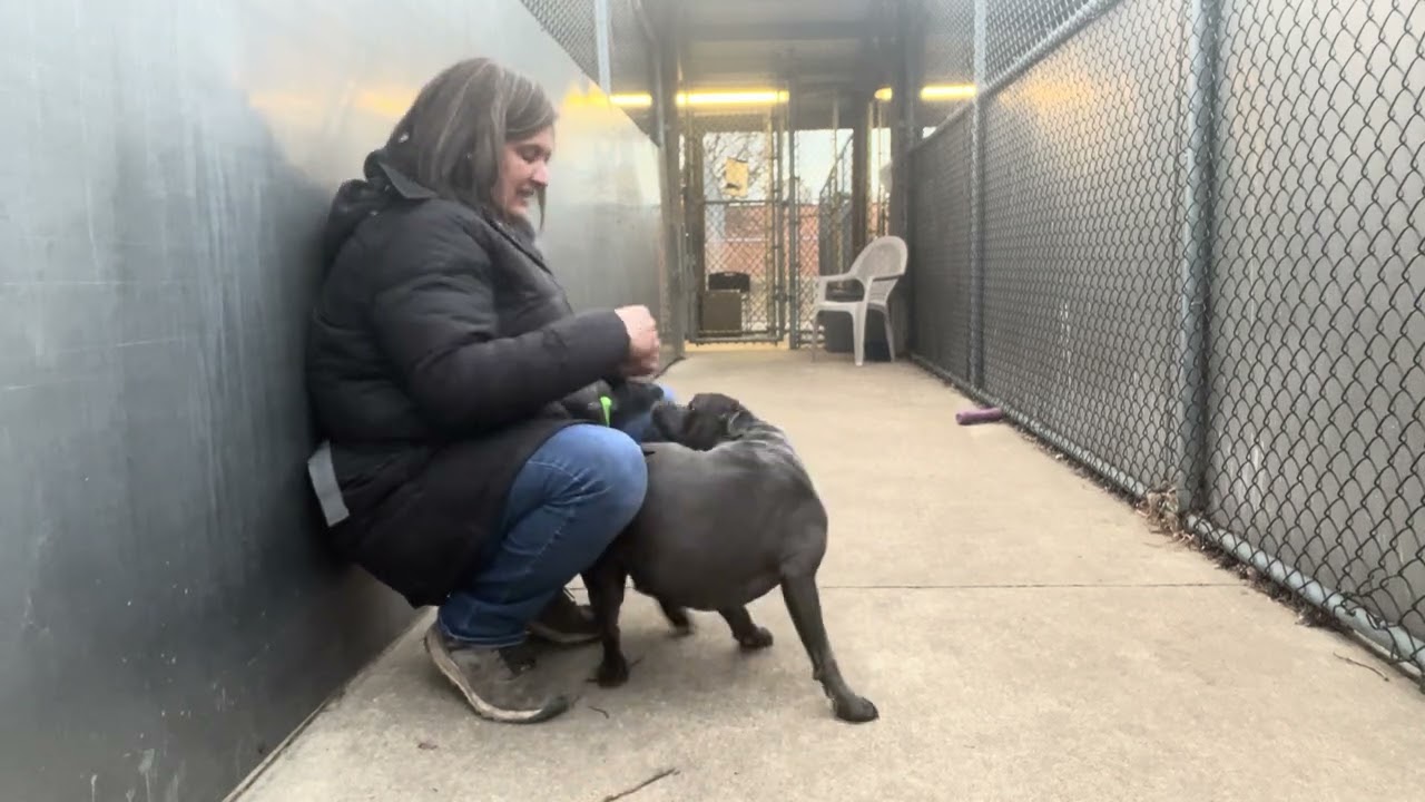 Lulu, a ADOPTABLE Pit Bull Terrier in Chicago, IL video 5/5
