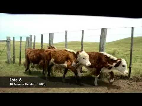 Lote 10 Terneros Hereford 140kg -  en Establecimiento las Delicias - Paraje la Bolsa, ruta 30 km 176. entra al sur 8 km.