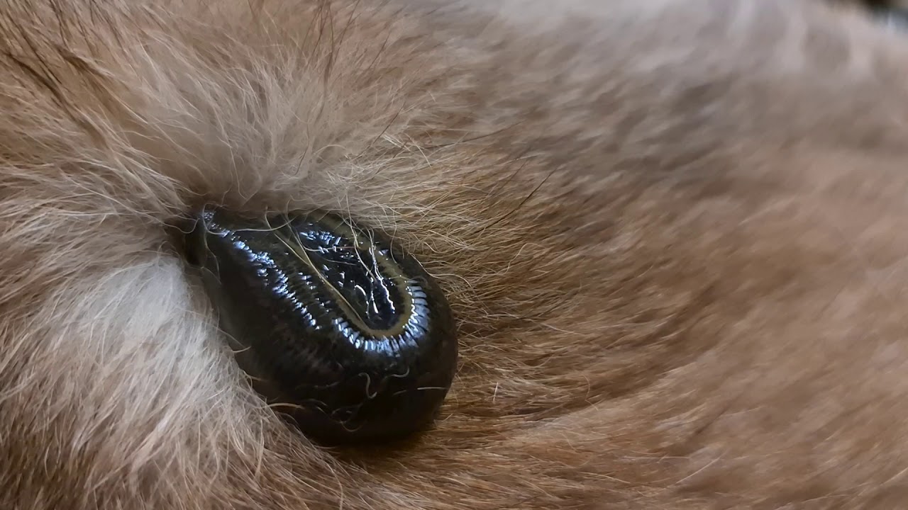 "Kim" Amira vom Traumsee bei ihrer Blutegelbehandlung