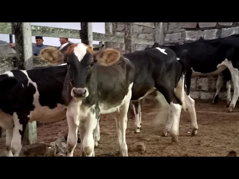 Feira das Bezerras Capoeiras Pe.06/03/26