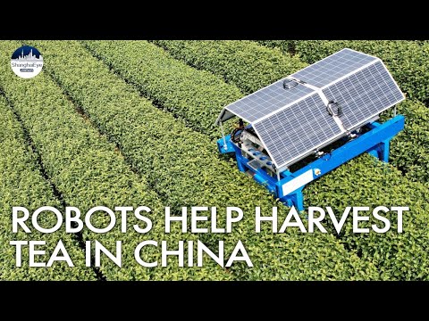 Robot tea picker assists in Longjing green tea harvest