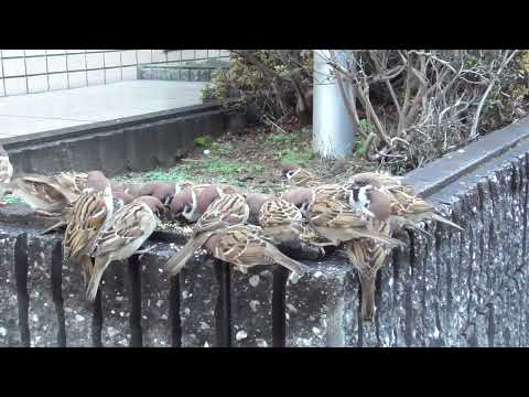 餌を貰いに来るすずめ達 20220112 3（行き道）
