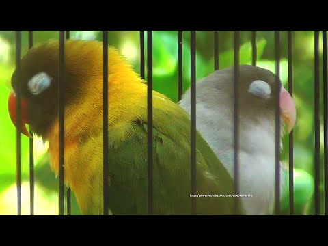 Lovebird Chirping Sounds 6 Hours - Light Blue Cobalt Personata & Dark Green Personata