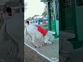 Hasan Husain Ki Pyari Ghodi
