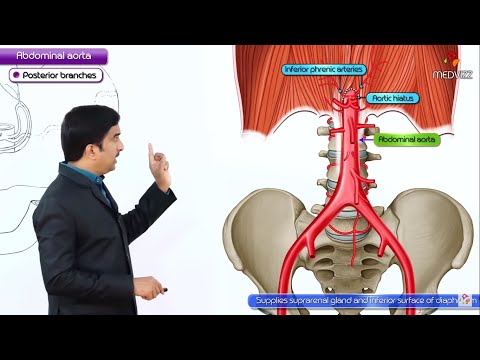 Abdominal Aorta Anatomy Animation - Origin, Course, Branches - USMLE Step 1
