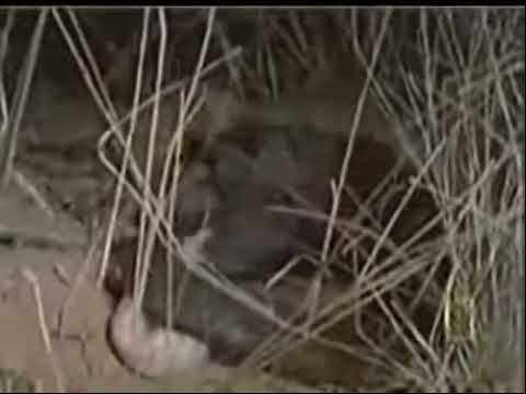 Most Extreme Moments: Male Honey Badger vs Puff Adder
