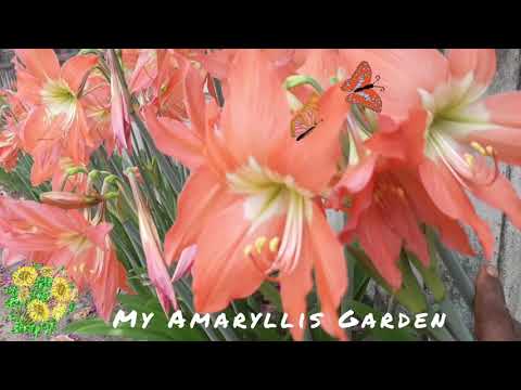 Lily garden | അമരില്ലീസ് ചെടികൾ | Amaryllis garden |Amaryllis pink | Flower show | Abdul Kareem C A