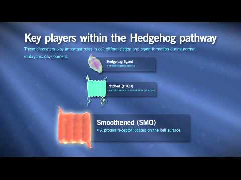 Hedgehog Pathway