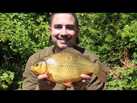 CRUCIAN CARP FISHING - 3LB+ BIG CRUCIAN
