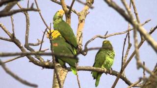 preview picture of video 'Yellow-headed parrots. Brownsville Texas.'