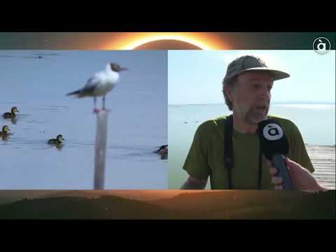 Eclipse TJ entrevista Juanvi Efectos fauna Eclipse 120826