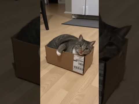 Funniest Cats Compilation 2025 😹 | Cute & Real Cat Moments You Can’t Miss!