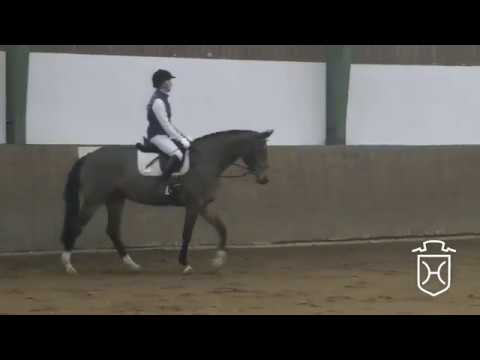 14 Holsteiner Stute von Crumble - Caretino - Athlet Z