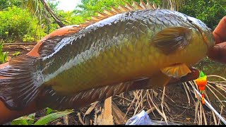 Download lagu Asli mancing ikan Betok di spot baru, bikin pemancing sampai terheran heran karena banyak ikan nya mp3