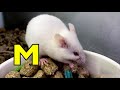 ALPHABET ANIMALS PHONICS ALPHABET SONG Part 10