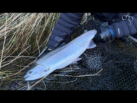 Winter Steelhead Fishing in the Olympic Peninsula 2025