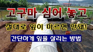 [텃밭농부 1913]  고구마를 심어 놓고 3일간 잎이 마르지 않도록 하는 방법. #고구마재배