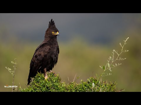 Feathers and fangs - SafariLIVE Sunrise - 25 January 2026