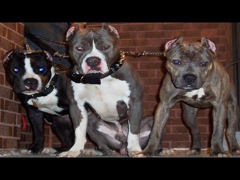 Los 10 Mitos sobre El Pitbull