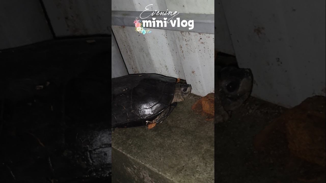 🫣ആരും പ്രതീക്ഷിക്കാത്ത ഒരു അതിഥി വീട്ടിൽ വന്നു! 🐢 അപ്രതീക്ഷിത കാഴ്ചകൾ നിറഞ്ഞ ഒരു വൈകുന്നേരം!#shorts