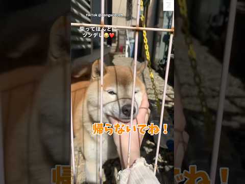 飼い主が大好きでたまらない柴犬 のサムネイル
