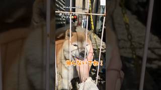 飼い主が大好きでたまらない柴犬 / 飼い主大好き のサムネイル