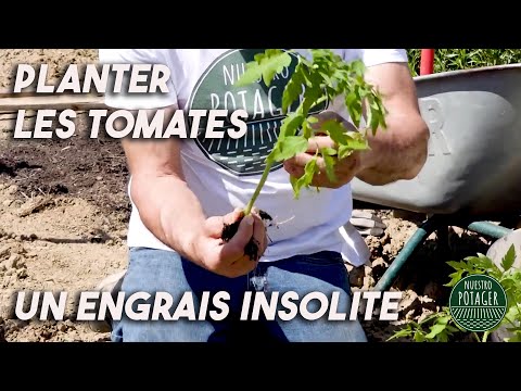 , title : 'Planter les Tomates: Un Engrais insolite.'