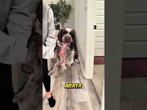 Kanepenin Arkasında Bitmeyen Yavru Sürprizi 😱🐶