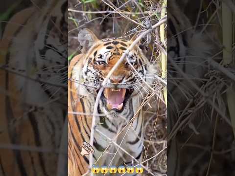 tiger roar sound, wildlife sound//#tiger,#roar,#wildlife,#shorts,#viral.