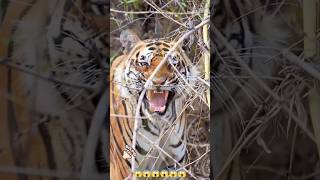 tiger roar sound, wildlife sound//#tiger,#roar,#wildlife,#shorts,#viral.