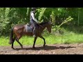 Impact Dream hongre pur-sang 5 ans