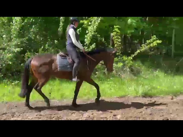 Impact Dream hongre pur-sang 5 ans