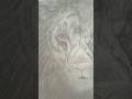 Drawing A LION On A PILLOW Art Youtubeshorts