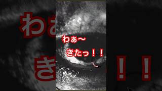 【日本事故物件監視協会】JSP2恐怖の映像配信 #怪現象 #ホラー #ゲーム実況 #恐怖 #恐怖故事 #事故物件 #ホラー配信 #絶叫配信
