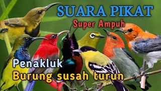 Download lagu SUARA PIKAT BURCIL SUPER AMPUH  mp3