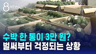 금사과 이어 금수박?…한 통 3만 원 작황 부진에 비상 / SBS 8뉴스