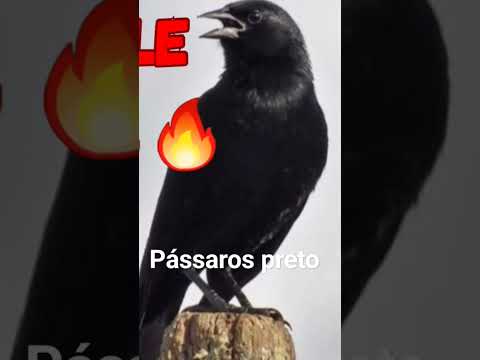 canto de pássaro preto