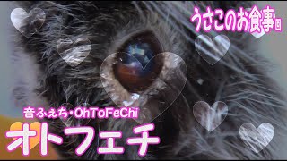 【オトフェチ#2】うさこのお食事