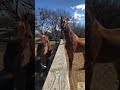 Top 5 Horses Farts