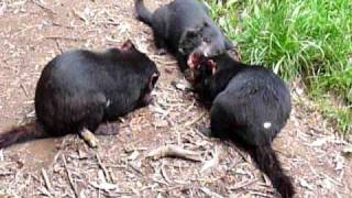 preview picture of video 'Dining with Tasmanian Devils'