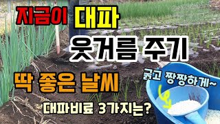 대파 지금이 웃거름 주기 좋은 날씨 대파북주기 대파비료3가지는 대파키우기