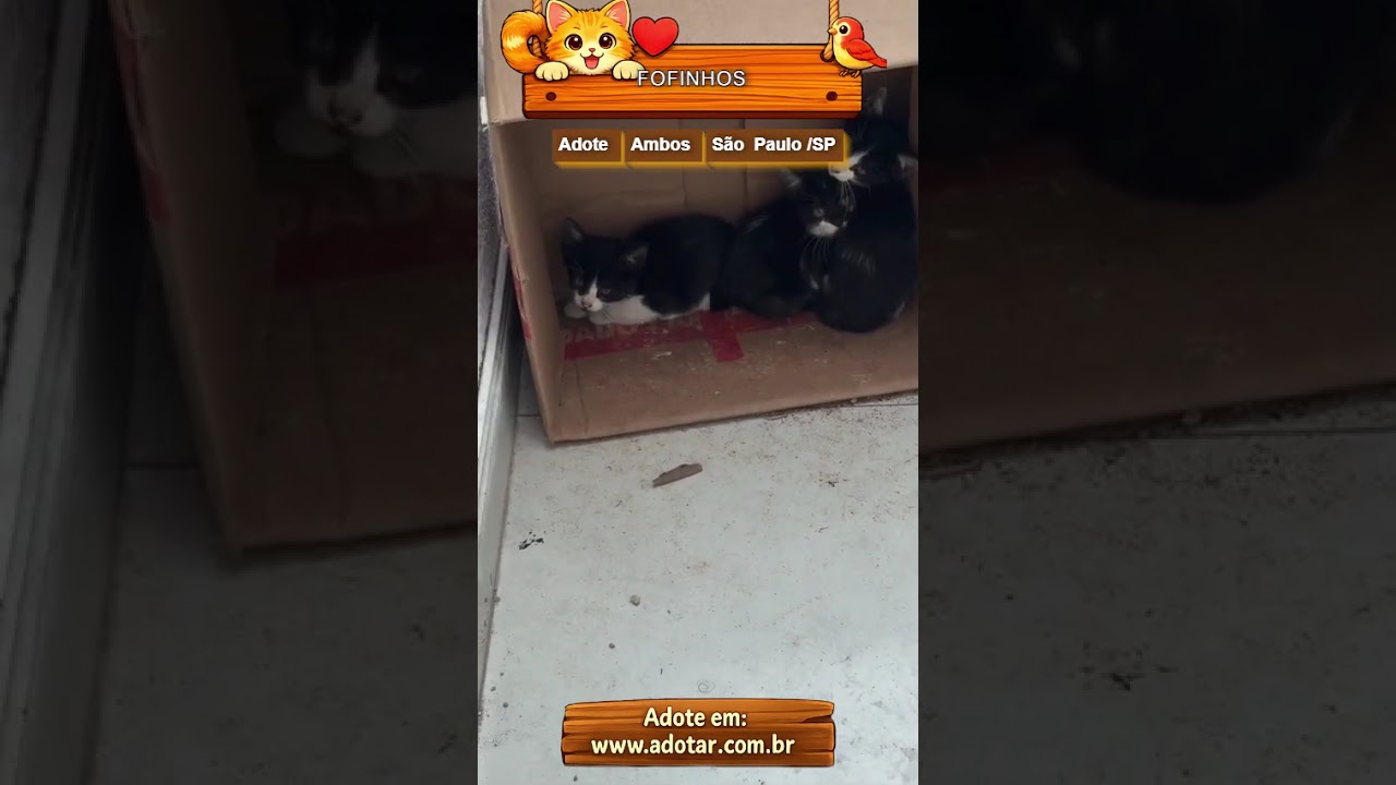 Gato raça SRD-ViraLata idade Abaixo de 2 meses nome FOFINHOS