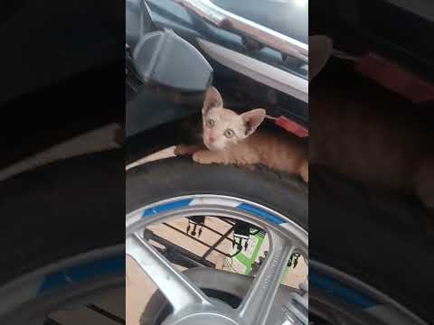 funny cat #viral cat #golden cat # funny cat # kittan #cute #viral shorts