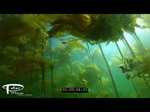 bull kelp nereocystis forest underwater with sun HD stock footage