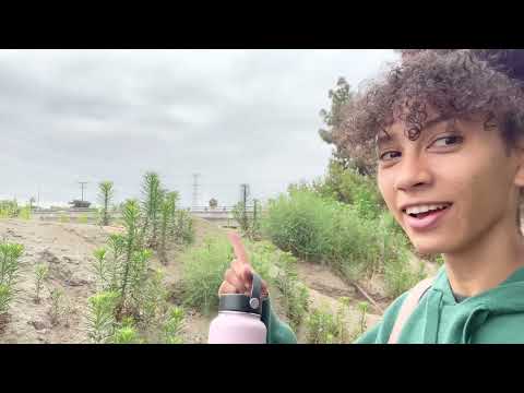 Intro to Elder // Lots of elderberries and elderflower