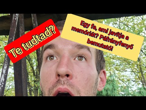 Te tudtad? Egy fa, ami javítja a memóriát? Páfrányfenyő bemutató!