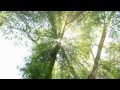 Anathema - Dreaming Light Official Video.mp4 