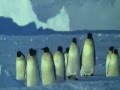 Императорские пингвины Песня и ролик к ней 