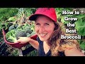 How to Grow Amazing Broccoli | Tips, Tricks and Troubleshooting